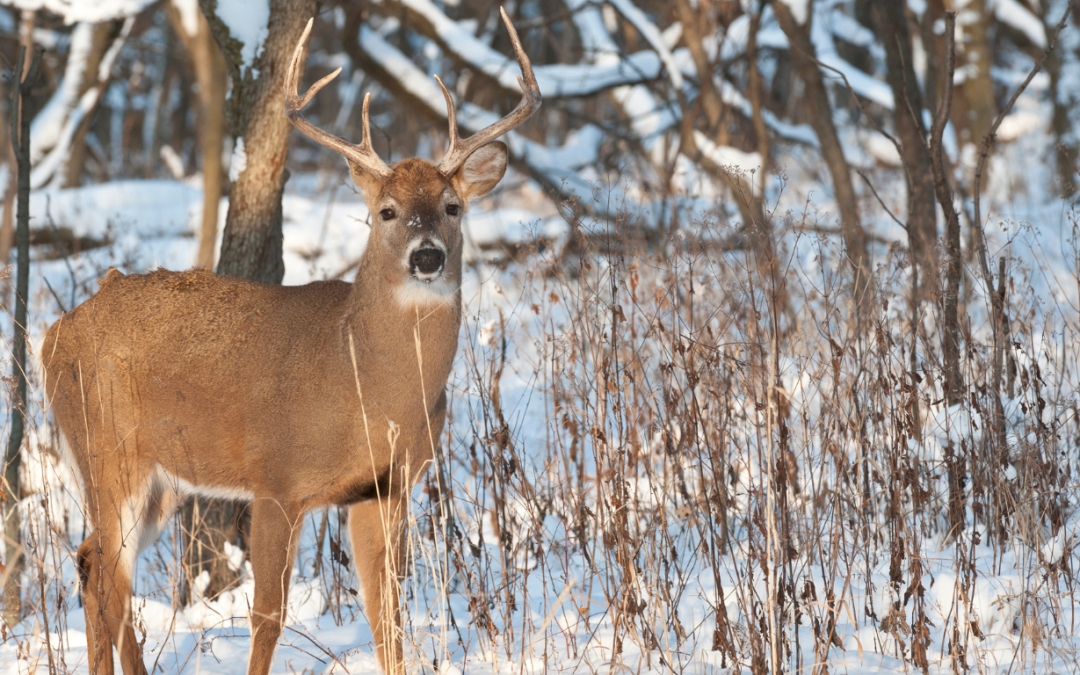 SIGN THE PETITION to DEFEAT Hochul’s S.4277 Rifle Ban